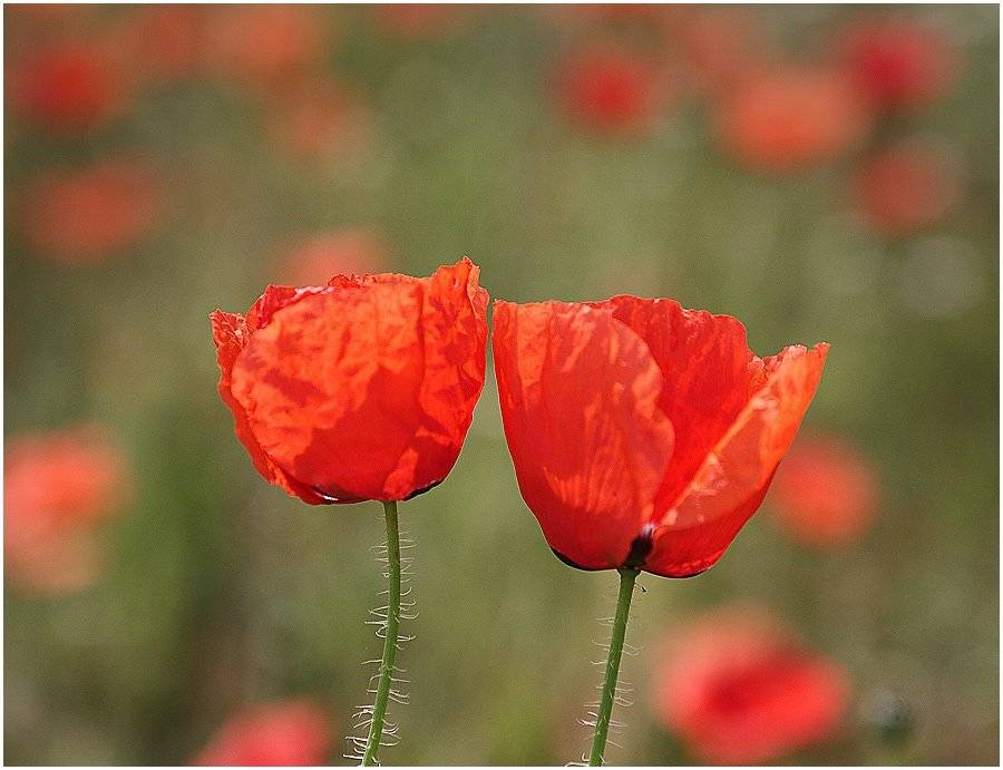 , Kostadin Momchilov