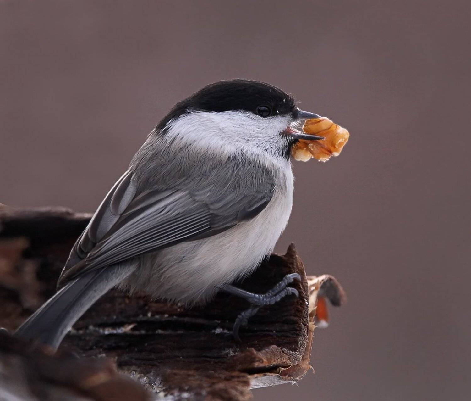 животные, птицы, синица, гаичка, Зоя Лаптева