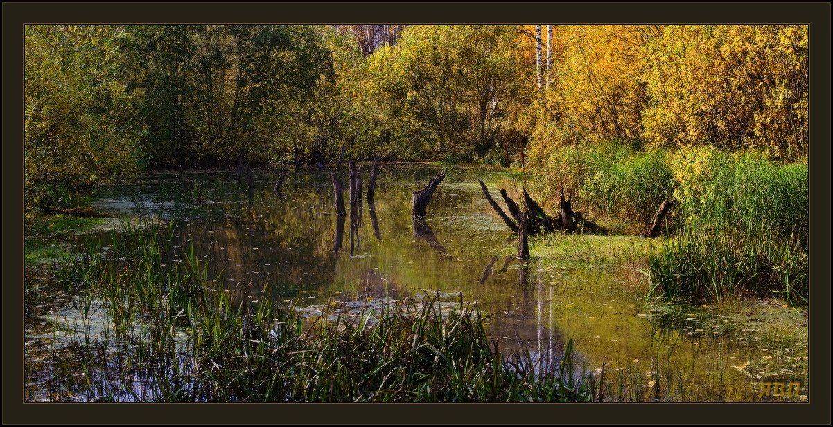 пруд, осень, болото, Виталий из Н-ска