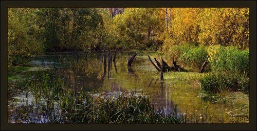 Заброшенный пруд