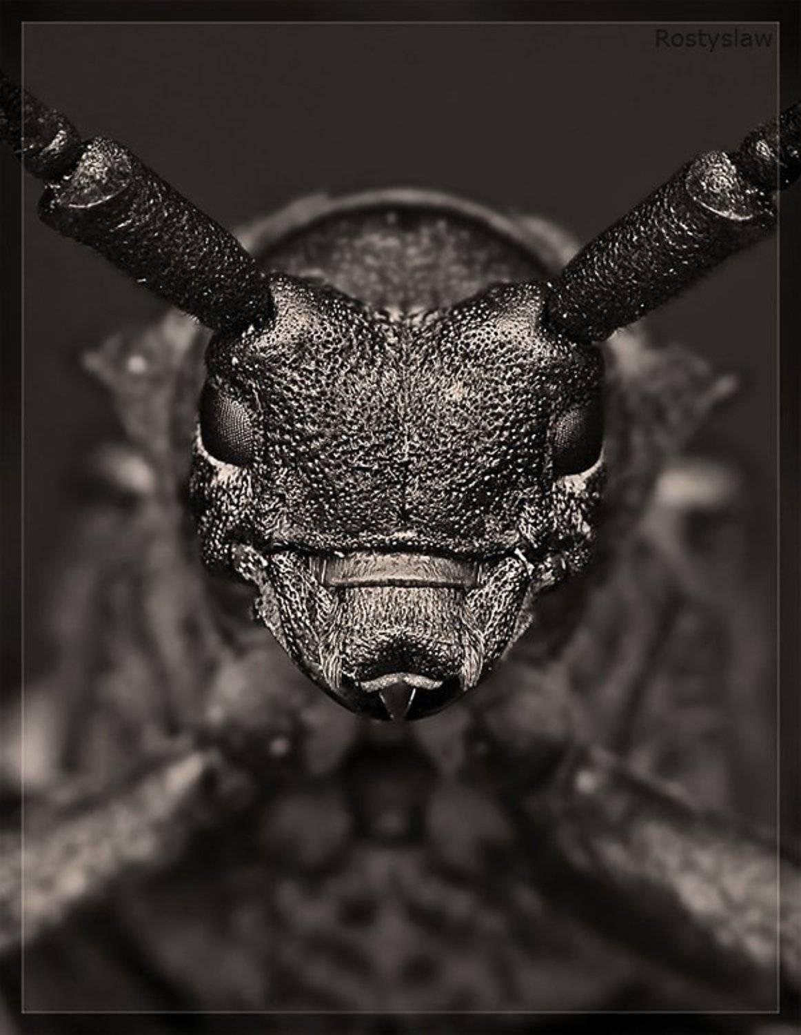 усач, осиновый, Ростислав