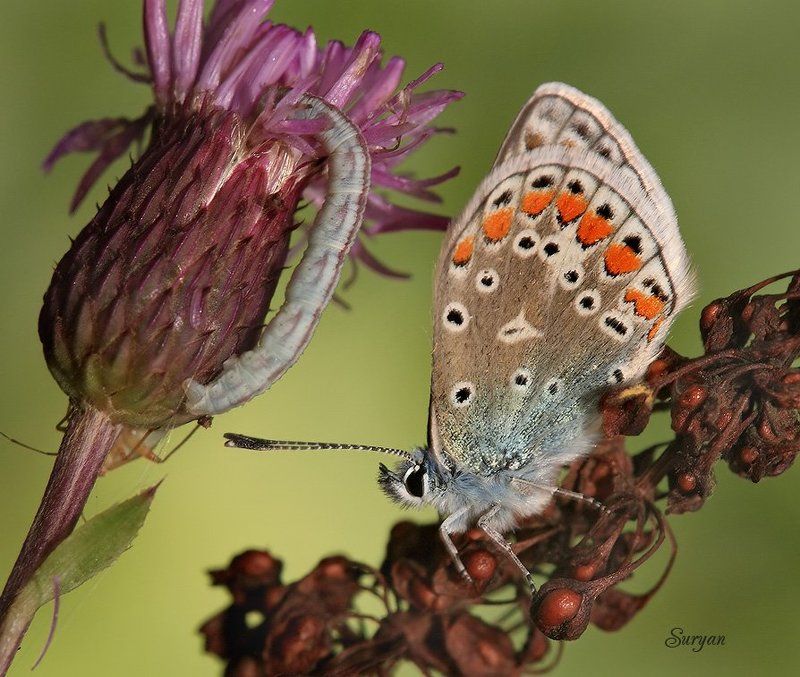 лето, бабочка, трава — Сеня, ты уже дошел до кондиции? — До какой? — До нужной. фото превью