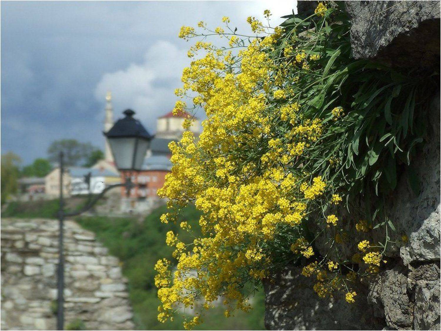 , Александр