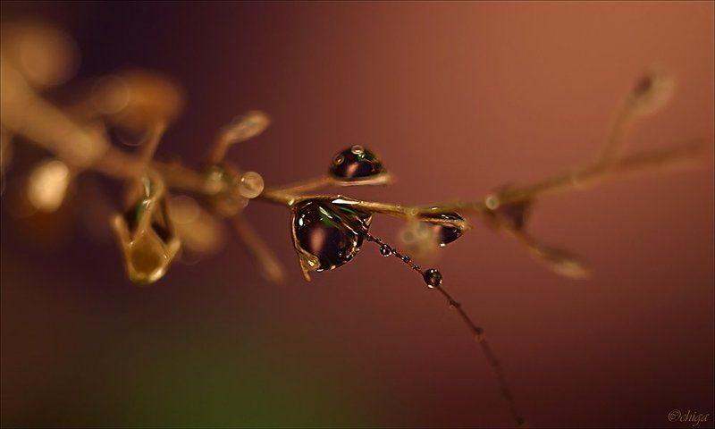 вода, капли Вечереет... фото превью