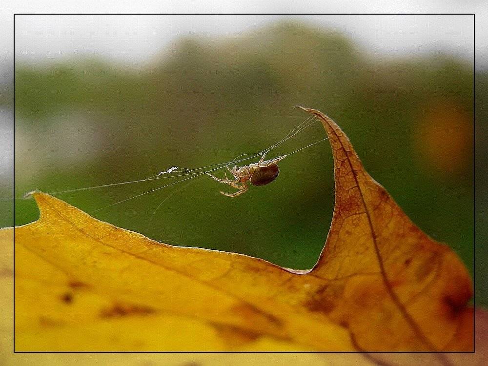 , Рафаэль Александрович Фоменко