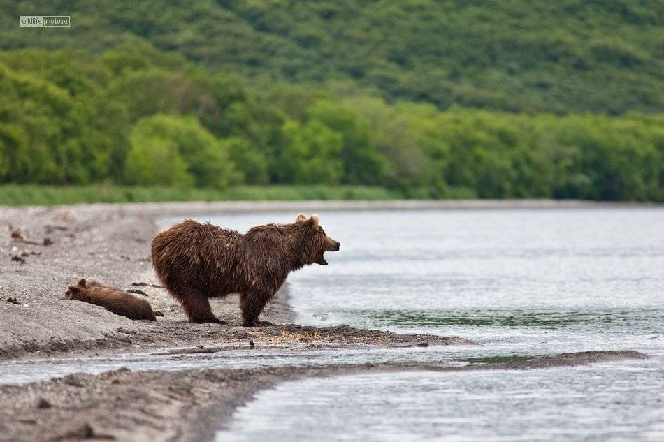 бурый медведь, камчатка, курильское озеро, Сергей Краснощёков