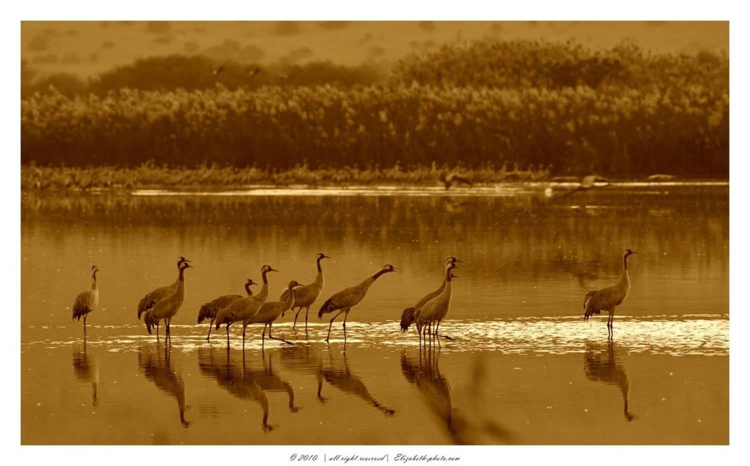 серый, журавль, grus, ахула, израиль, перелетные, птицы, Elizabeth Etkind