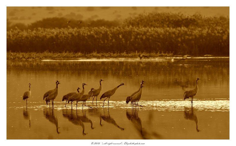 серый, журавль, grus, grus, ахула, израиль, перелетные, птицы Журавли на рассвете фото превью