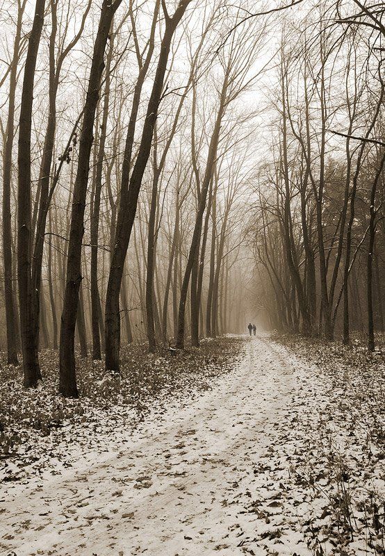 forest, vladikavkaz, жанр, сепия, перспектива \