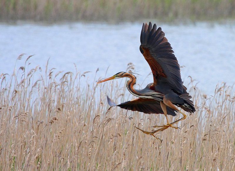 Ardea purpurea фото превью