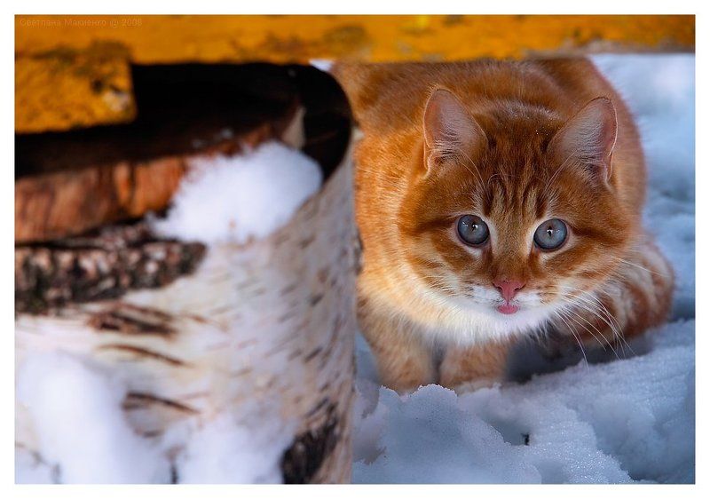 Брысь под лавку фото превью