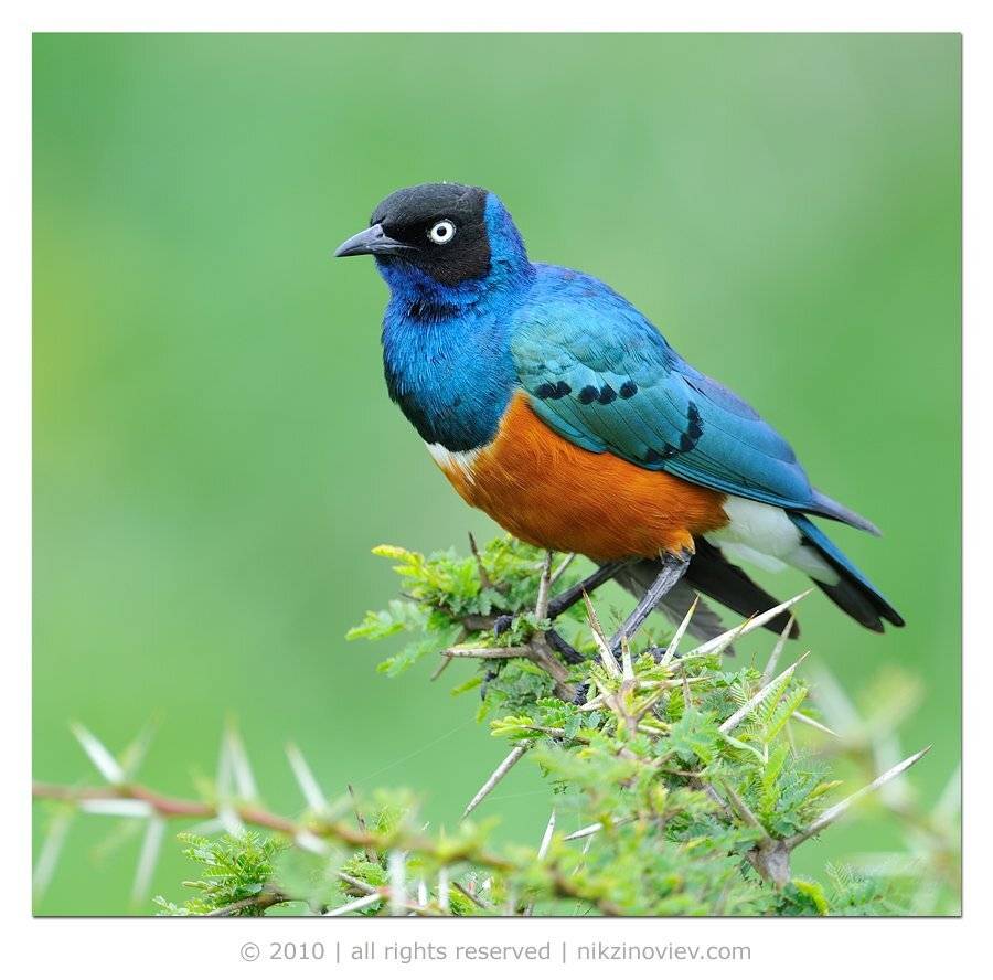 великолепный скворец, lamprotornis superbus, птица, дикая природа, николай зиновьев, Николай Зиновьев