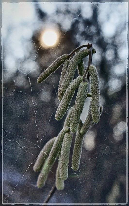 , Лана Тополева