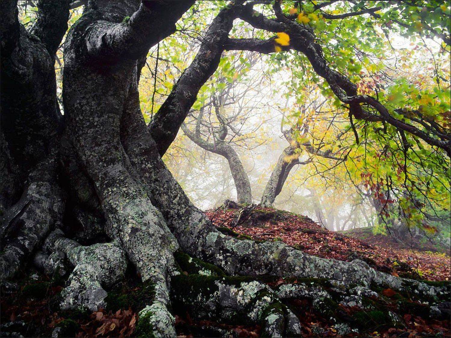 , Алексей Пучков