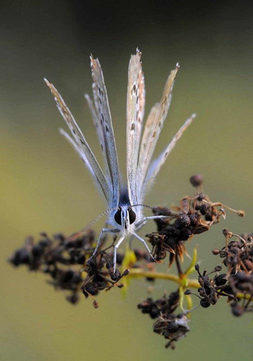 , Юрий Охлопков