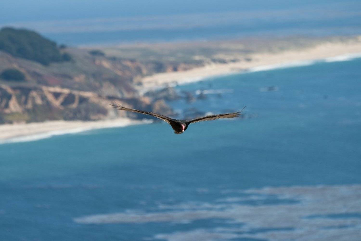 eagle, big sur, california, pacific, usa, Simon Zambrovski