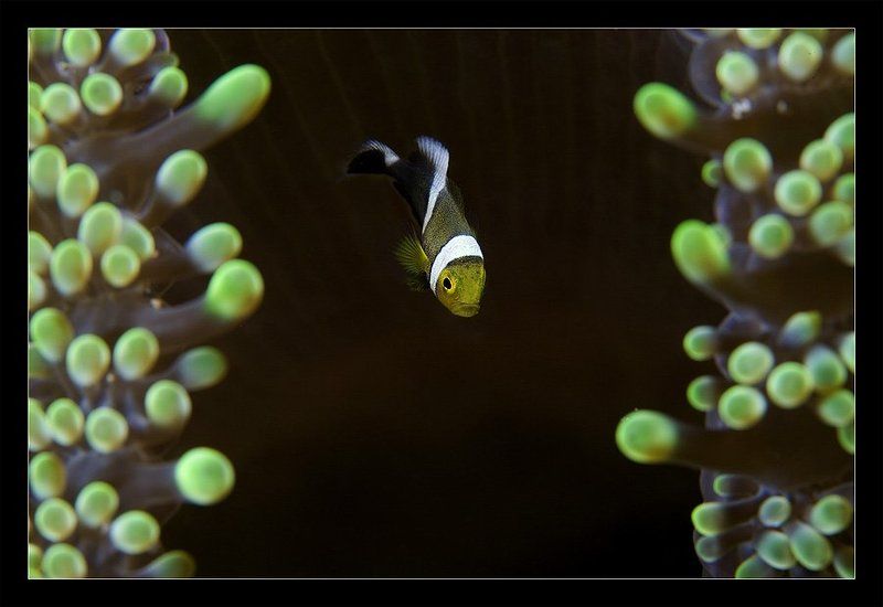 клоун, анемон, макро Дилемма фото превью