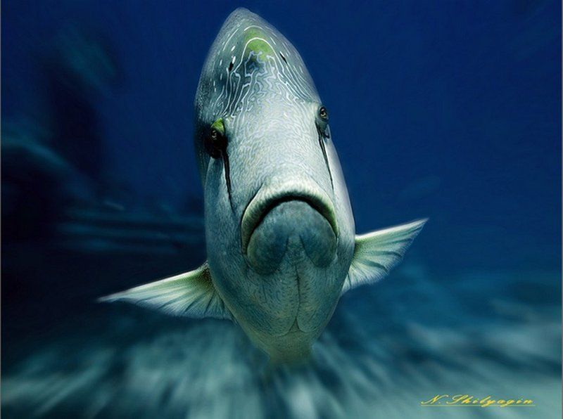 красное море,наполеон Вот такой грустный Наполеончик. фото превью