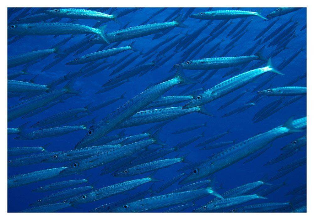 barracudas, underwater, sea, fish, Anton Akhmatov