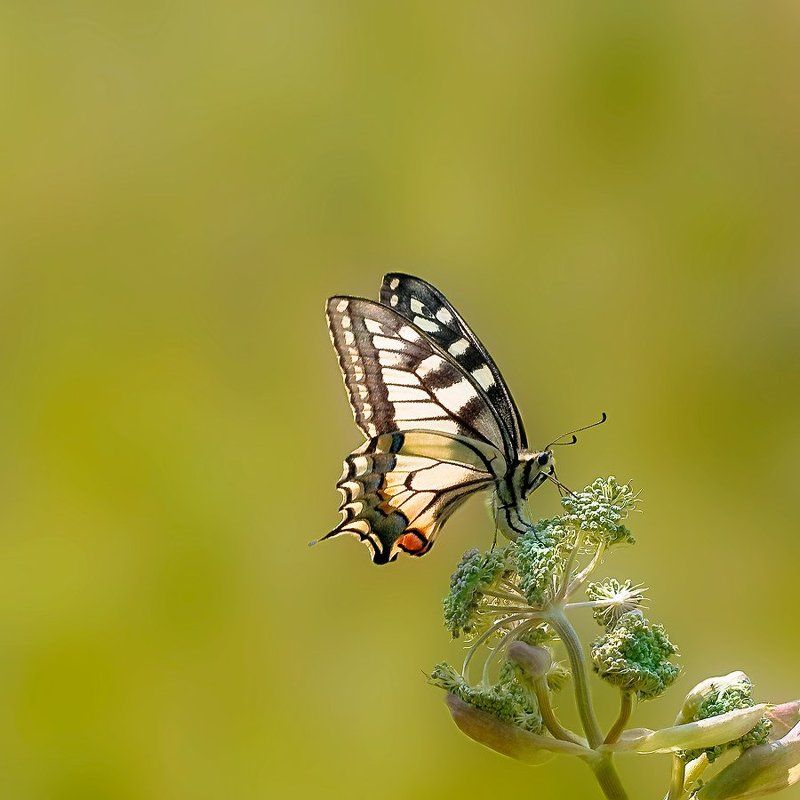 махаон фото превью