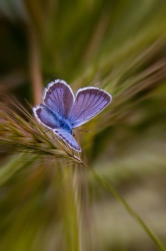 , Елена odelena