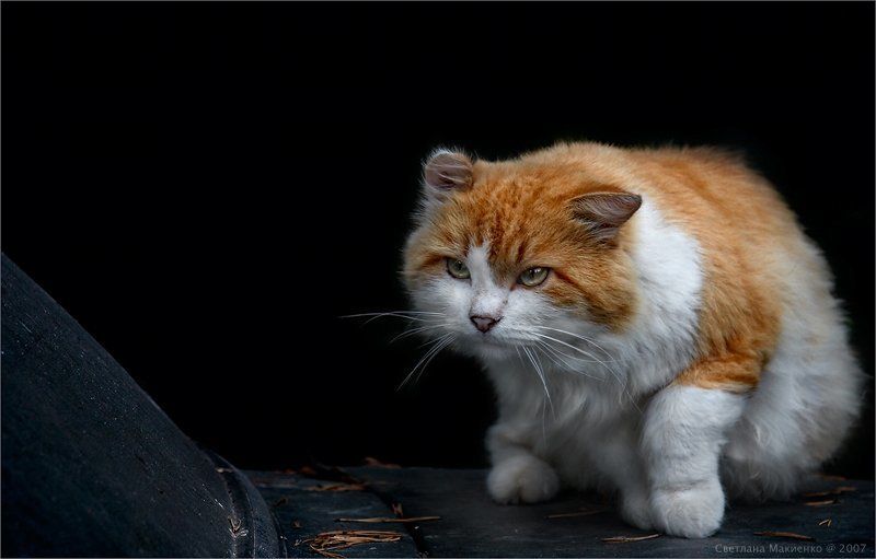 А теперь я буду мстить! фото превью