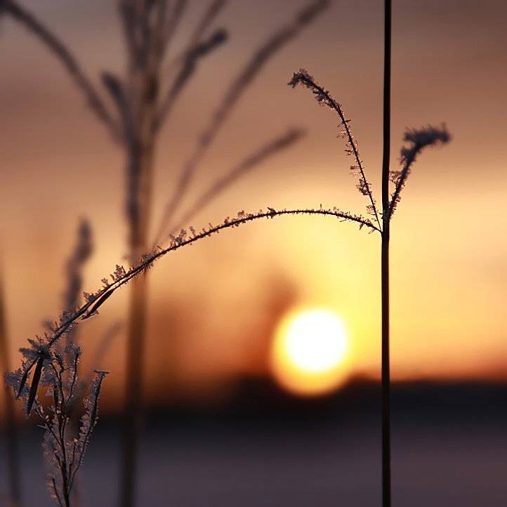 мороз, солнце, Тарасов Алексей