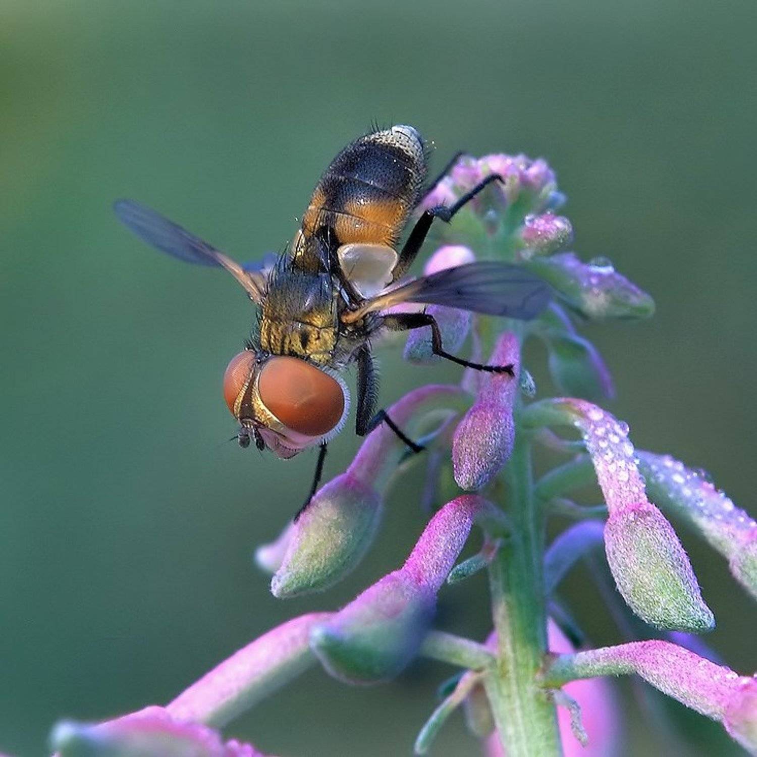 , Олег Сурьянинов