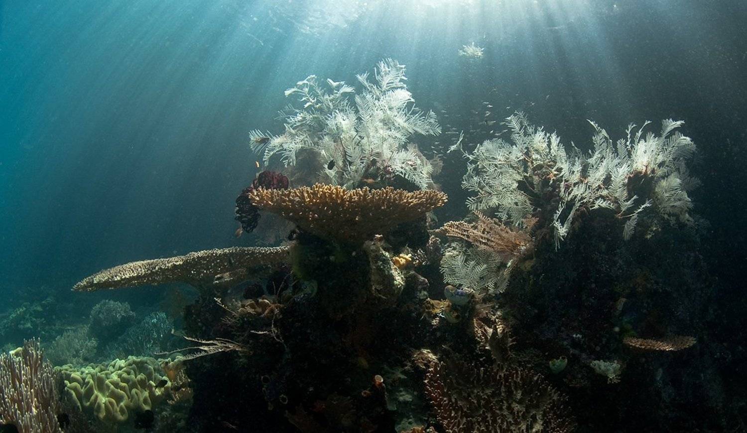 кораллы, свет, underwater, mermaid, Виктор Чистов