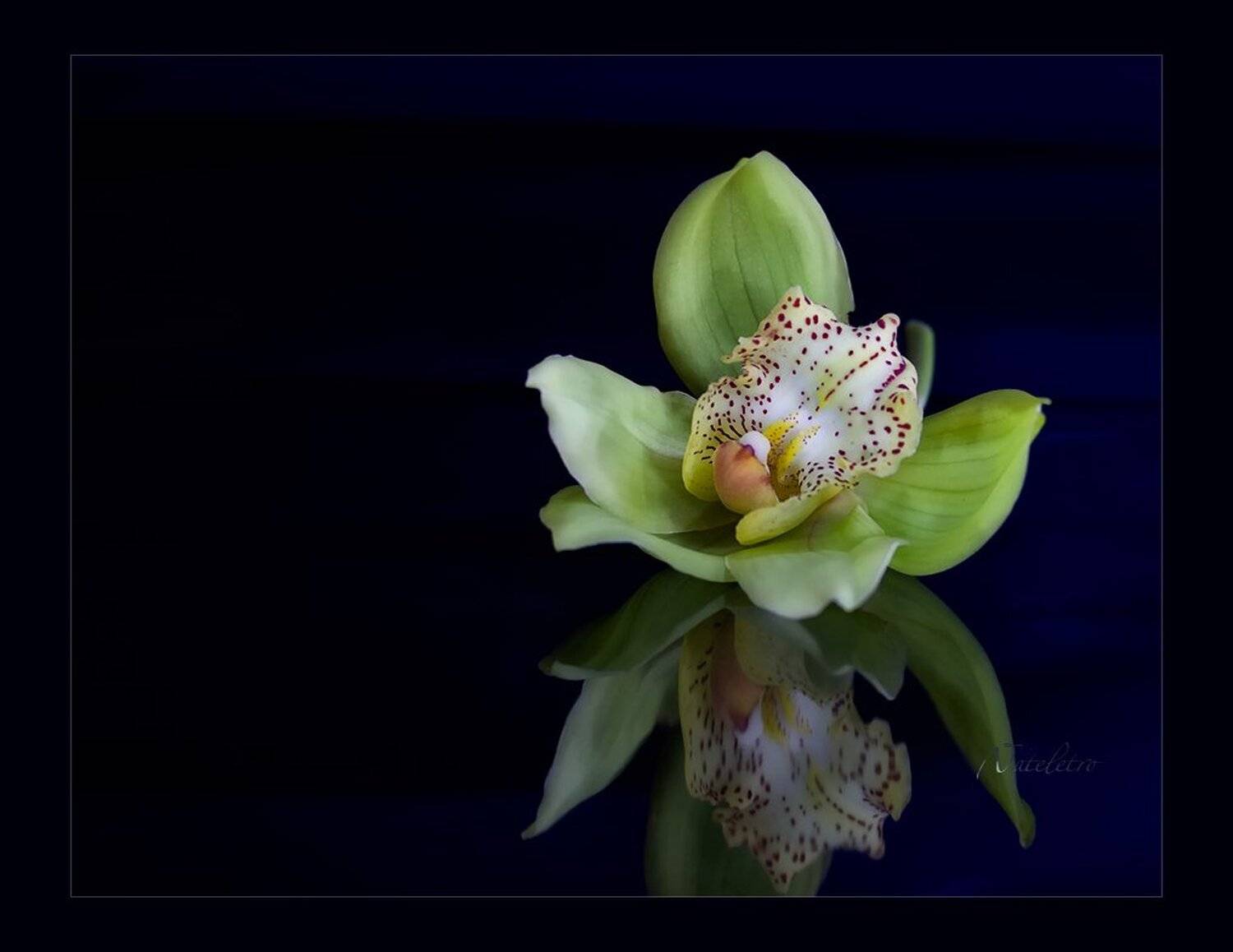 натюрморт, орхидея, световая кисть, Наталья Кузнецова (Nateletro)