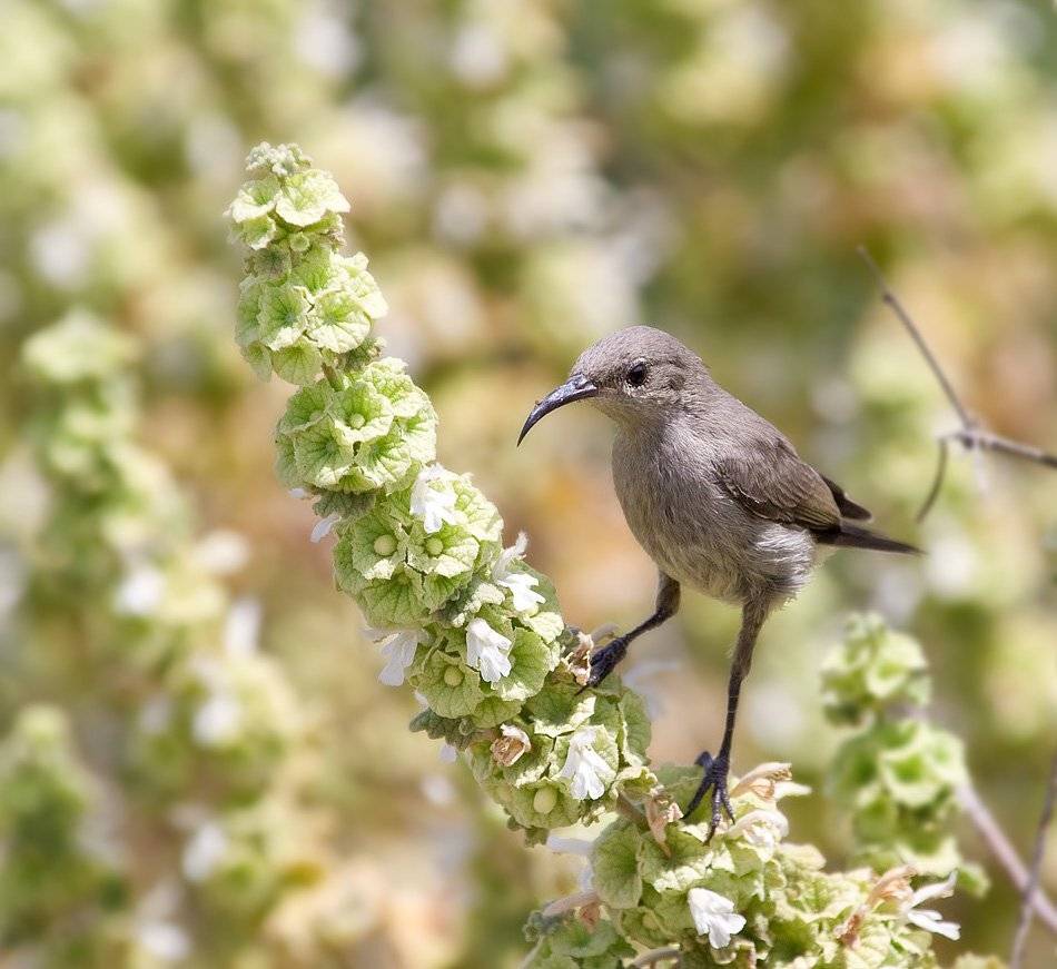 палестинская, нектарница, Alena