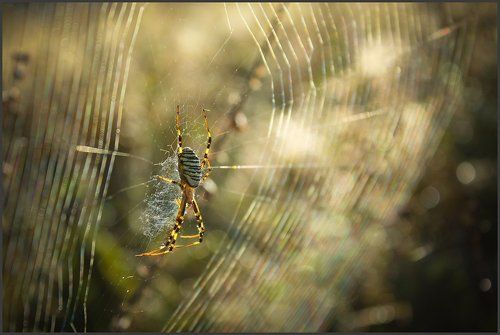 Радужные паутины...
