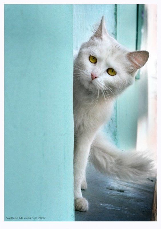 Обернусь я белой кошкой фото превью