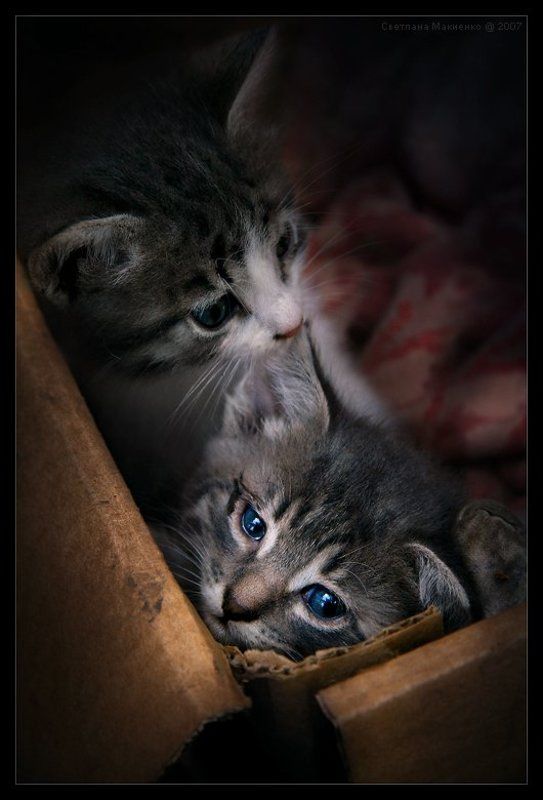 Забери меня, мама! фото превью