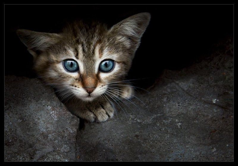 Лопоух фото превью