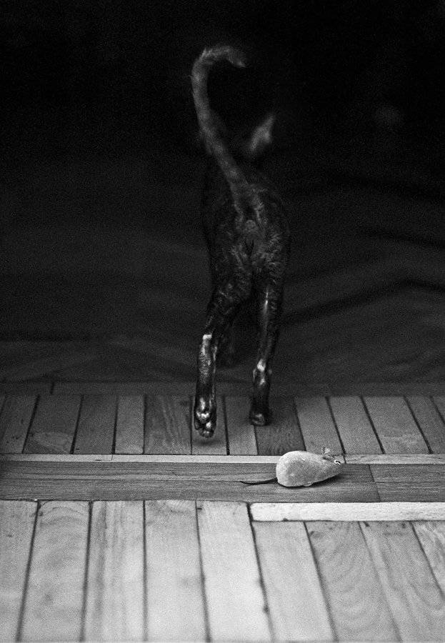 , Юлия Кирсанова