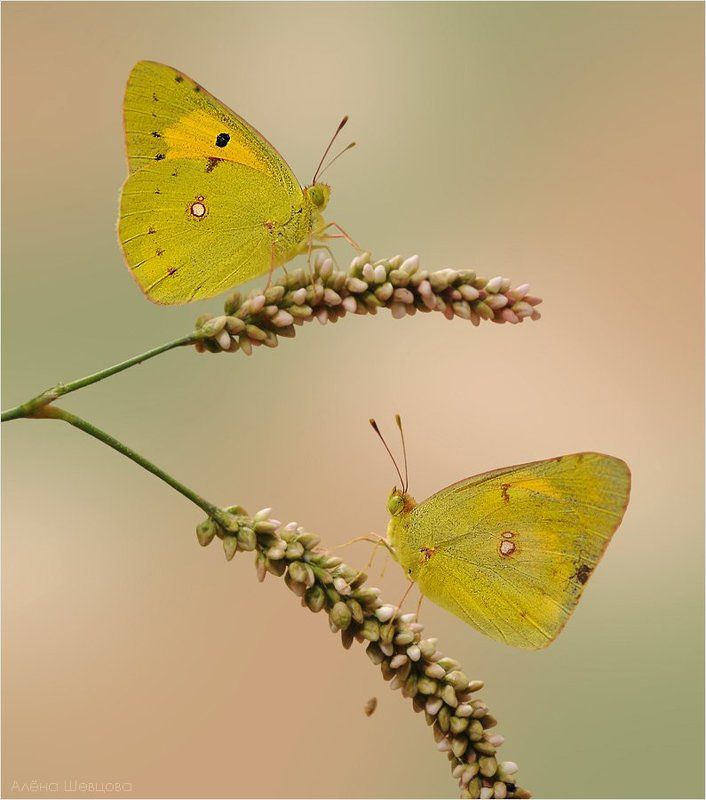 желтушки *** фото превью