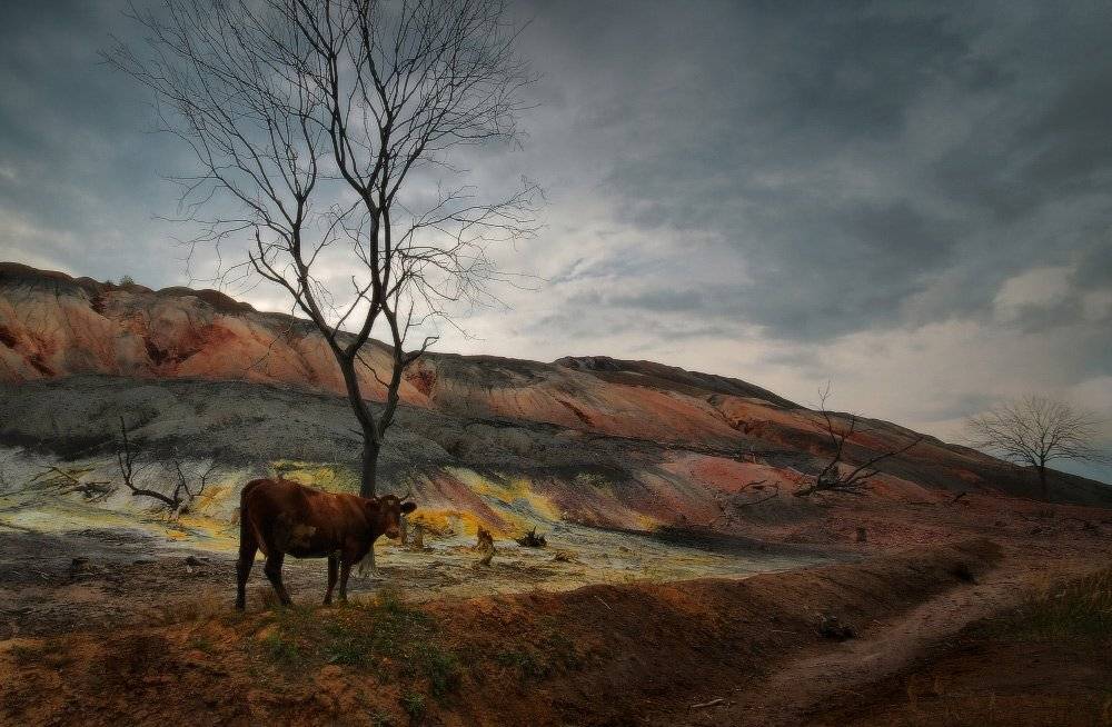 осень, террикон, корова, Петриченко Валерий