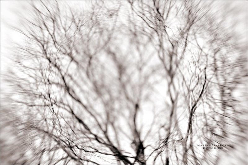 История одного дерева фото превью