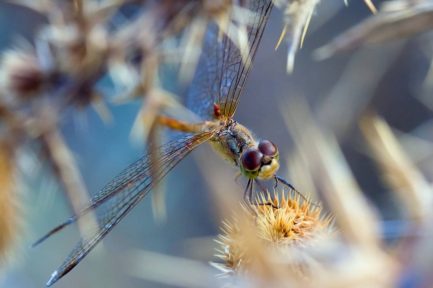 макро, стрекозы, Евгений