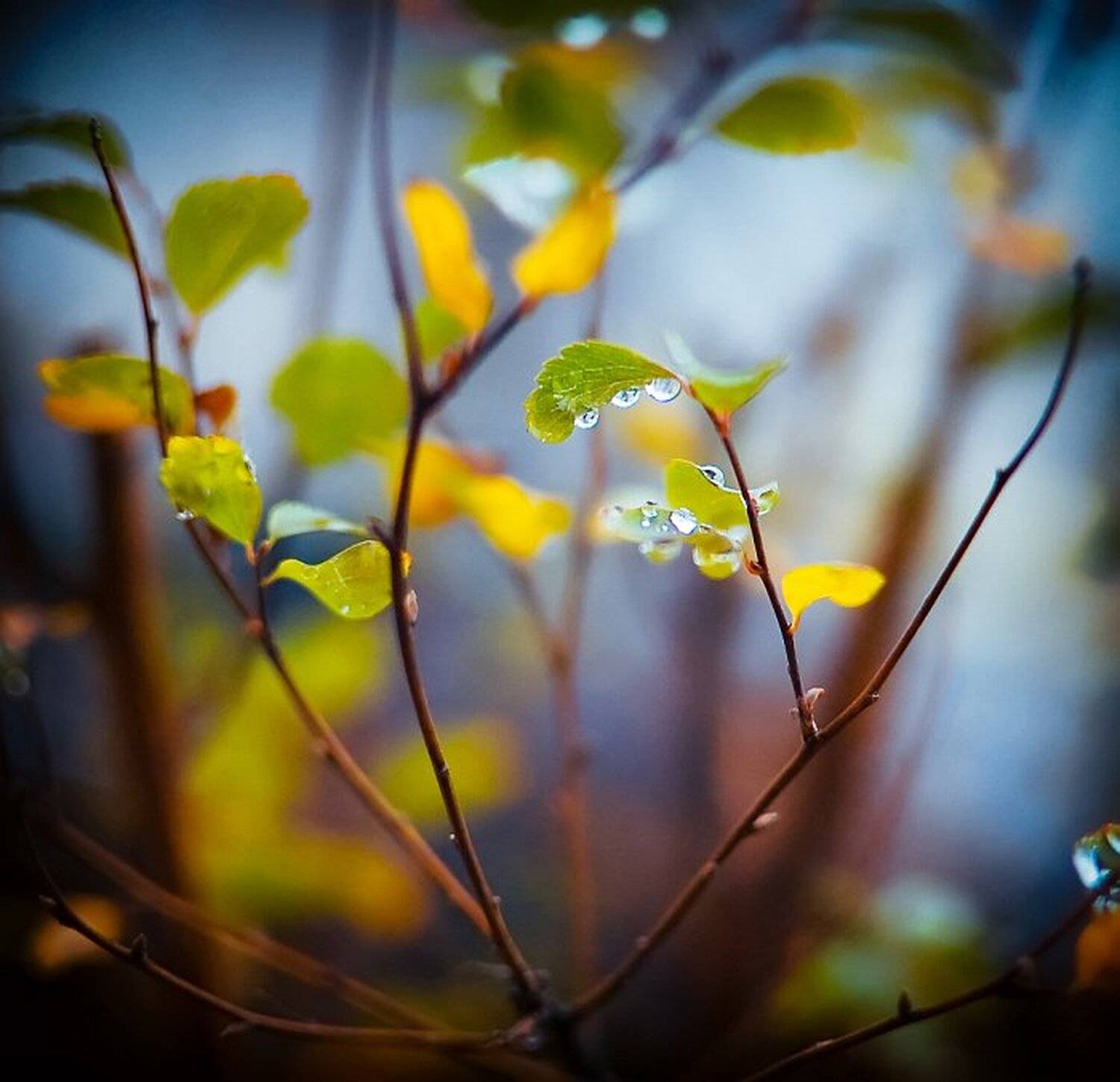 капли, дождь, листья, осень, anita pila