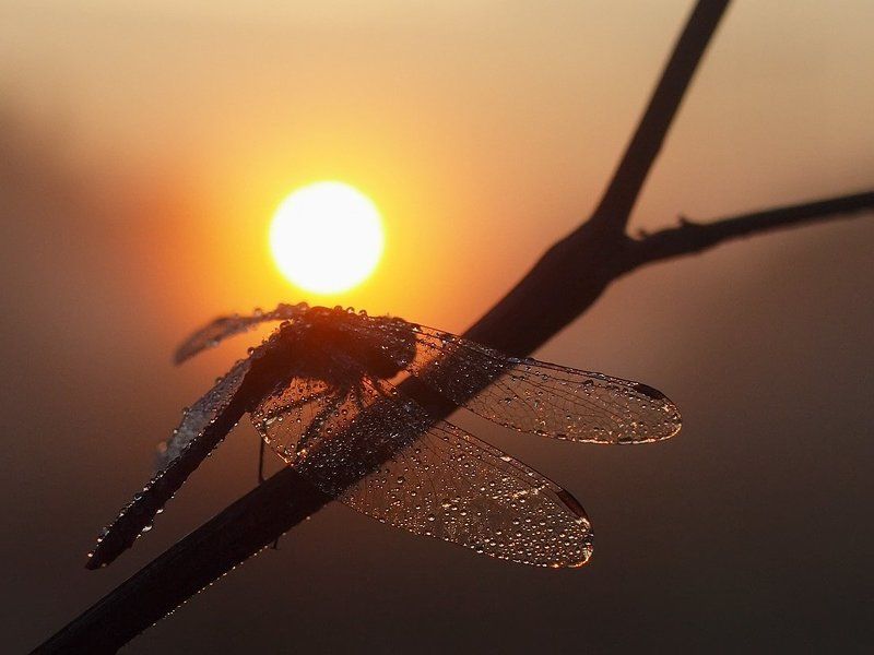 Тяжелая ноша... фото превью