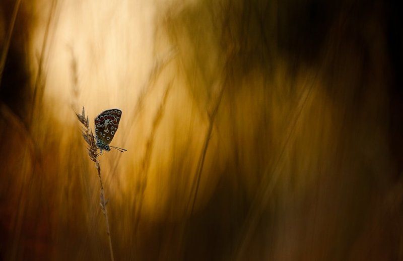 бабочка, вечер Сумерки голубянки фото превью