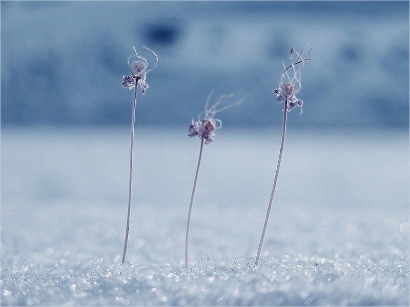 ..три девицы под окном.. фото превью