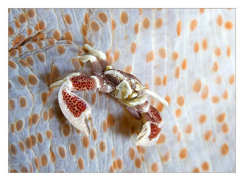 краб, анемон, ветрянка, индонезия Ветрянка фото превью