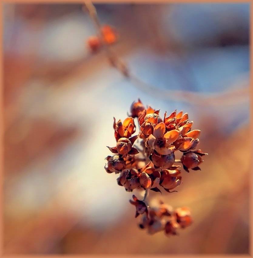 , Лана Тополева