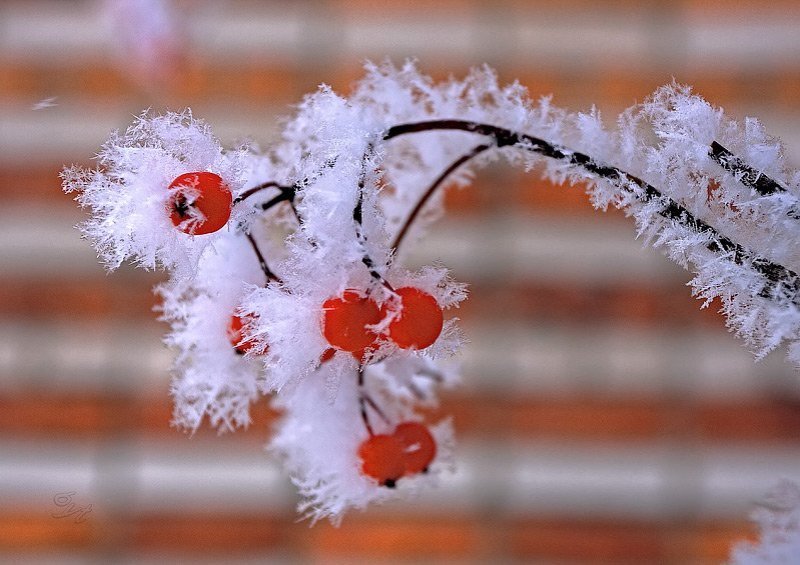 Достает зима белые одежды... фото превью