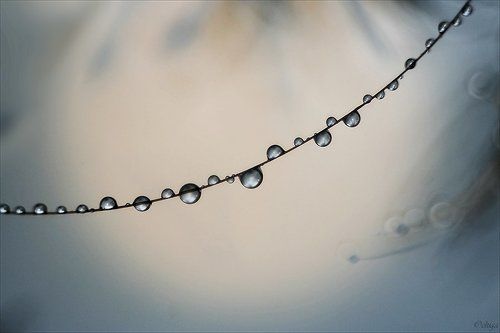 Рассветная нить