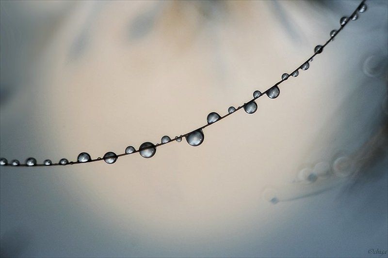 вода, капли Рассветная нить фото превью