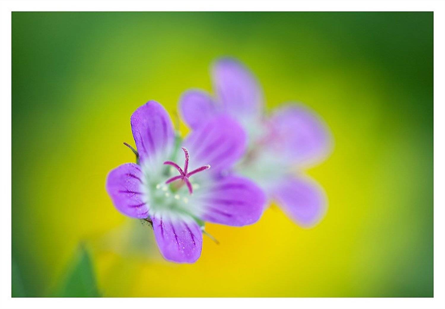 весна, нерезкое макро, Нарчук Андрей